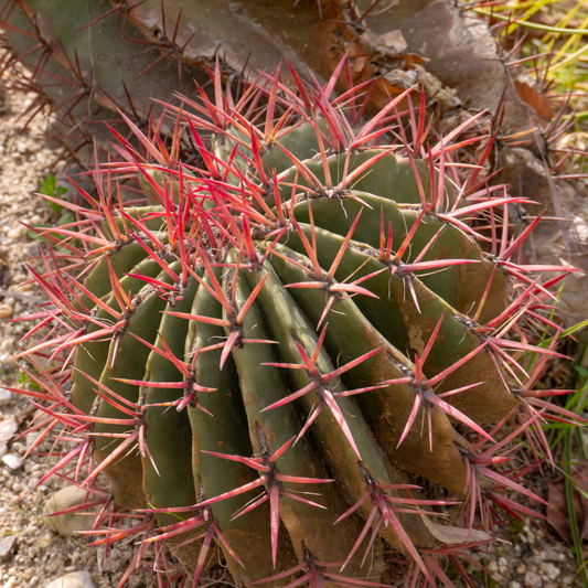 Mexican Fire Barrel