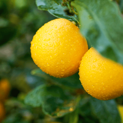 Meyer Lemon (Citrus x meyeri) ripe golden fruit on tree with glossy green leaves — Phoenix, AZ