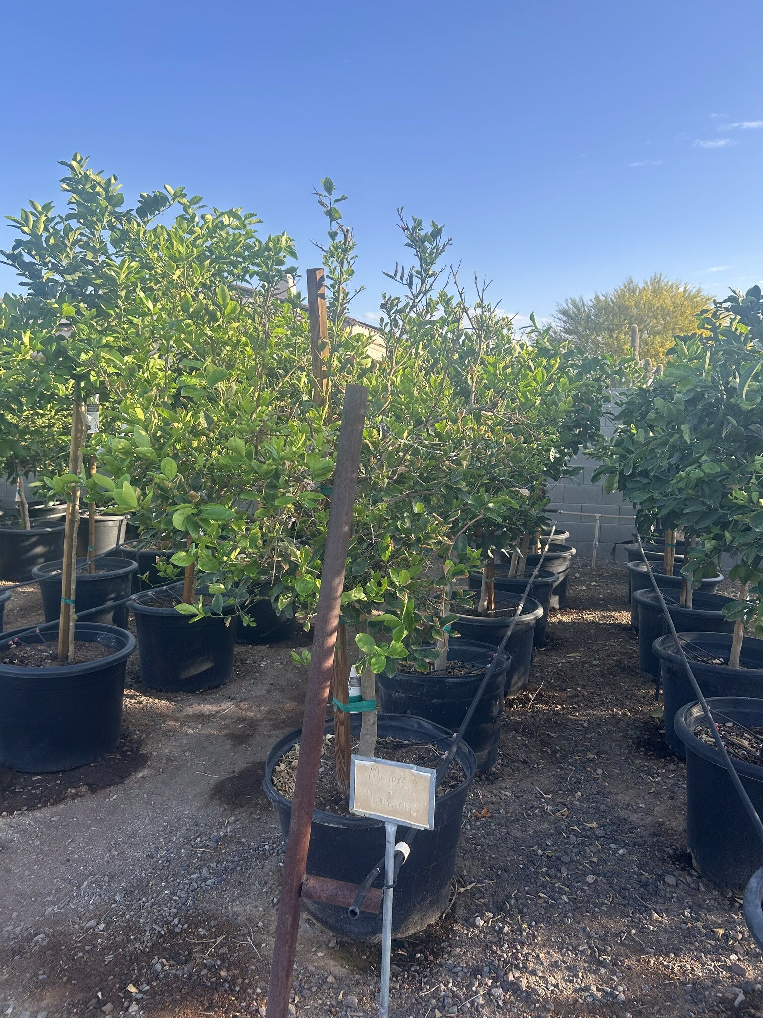Meyers Lemon Tree Phoenix, AZ | Citrus x meyeri | Three Timbers