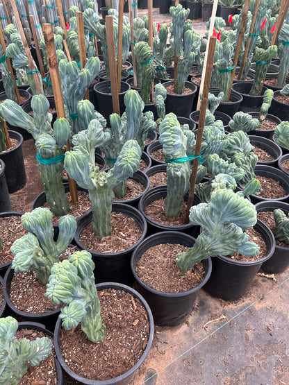 Micro Crested Blue Myrtle