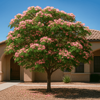 Mimosa Tree (Albizia julibrissin) in full pink bloom in desert front yard landscape — Phoenix, AZ