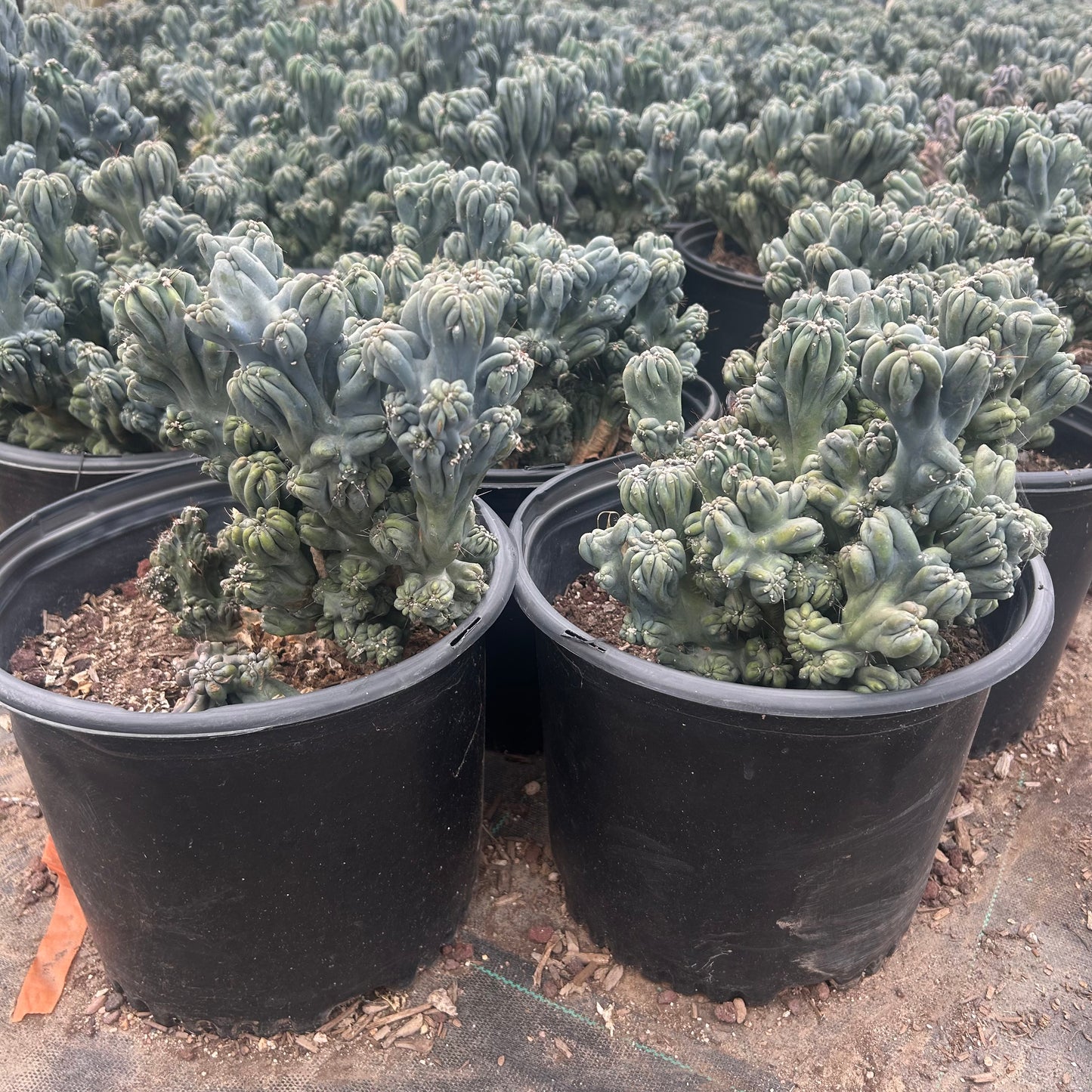 5 gallon Ming Thing Cactus (Cereus forbesii 'Ming Thing') in nursery pot — Phoenix, AZ