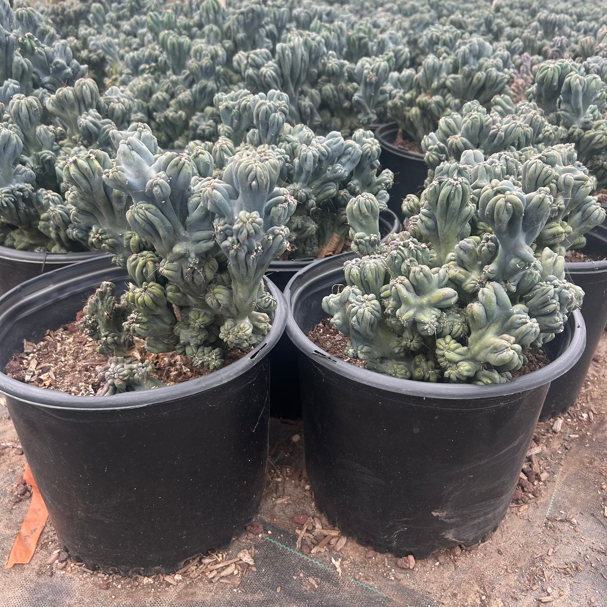5 gallon Ming Thing Cactus (Cereus forbesii 'Ming Thing') in nursery pot — Phoenix, AZ