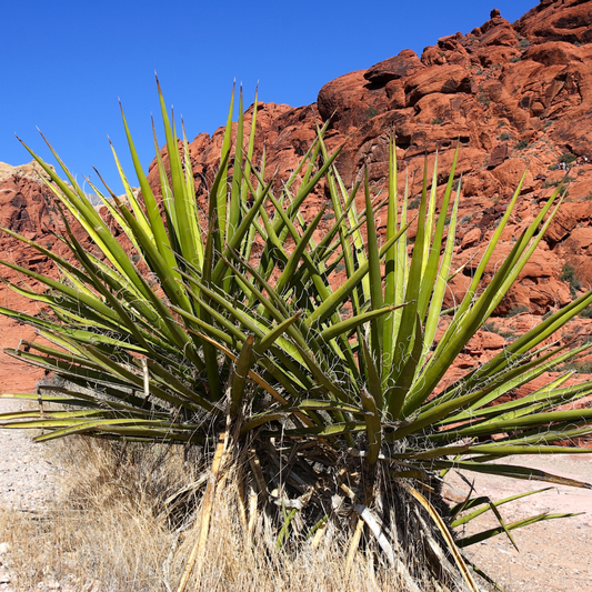 Mohave Yucca