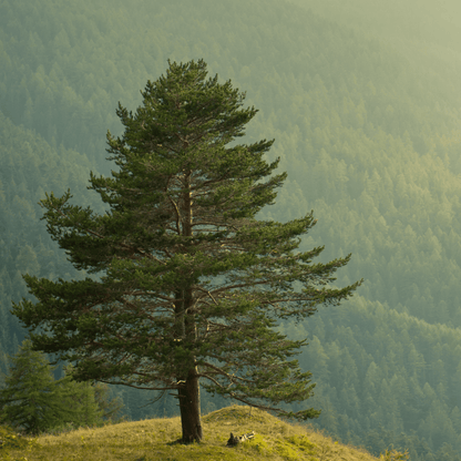 Mondale Pine (Pinus eldarica) evergreen tree in landscape setting — Phoenix, AZ