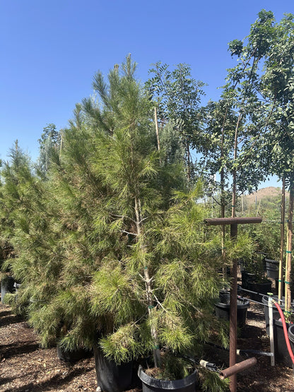 Mondell Pine 10/15 Gallon