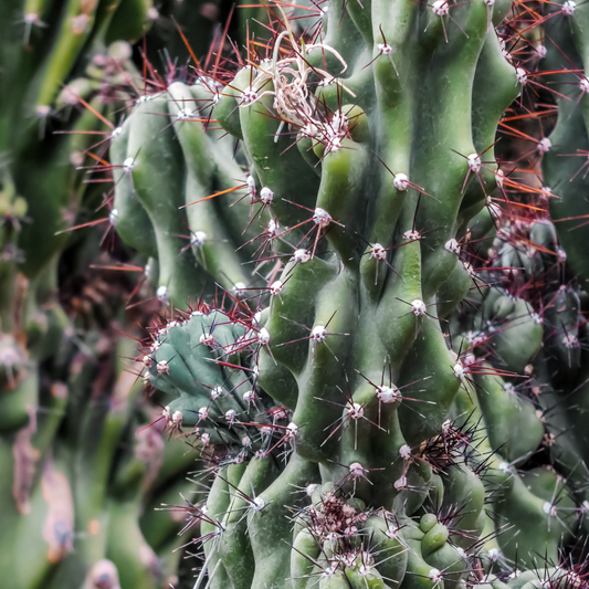 Monstrosus Cereus