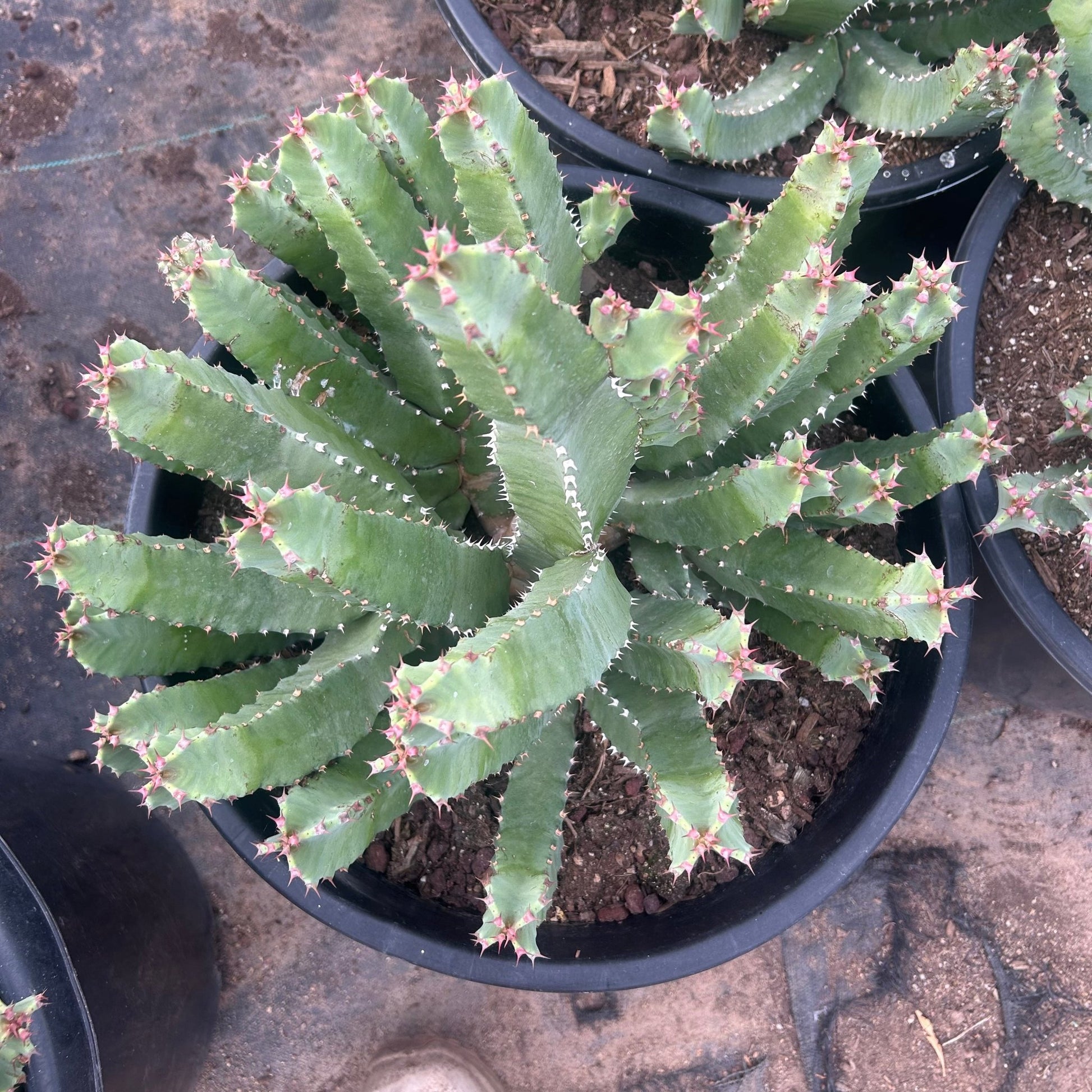 15 gallon Moroccan Mound (Euphorbia resinifera) in nursery pot — Phoenix, AZ