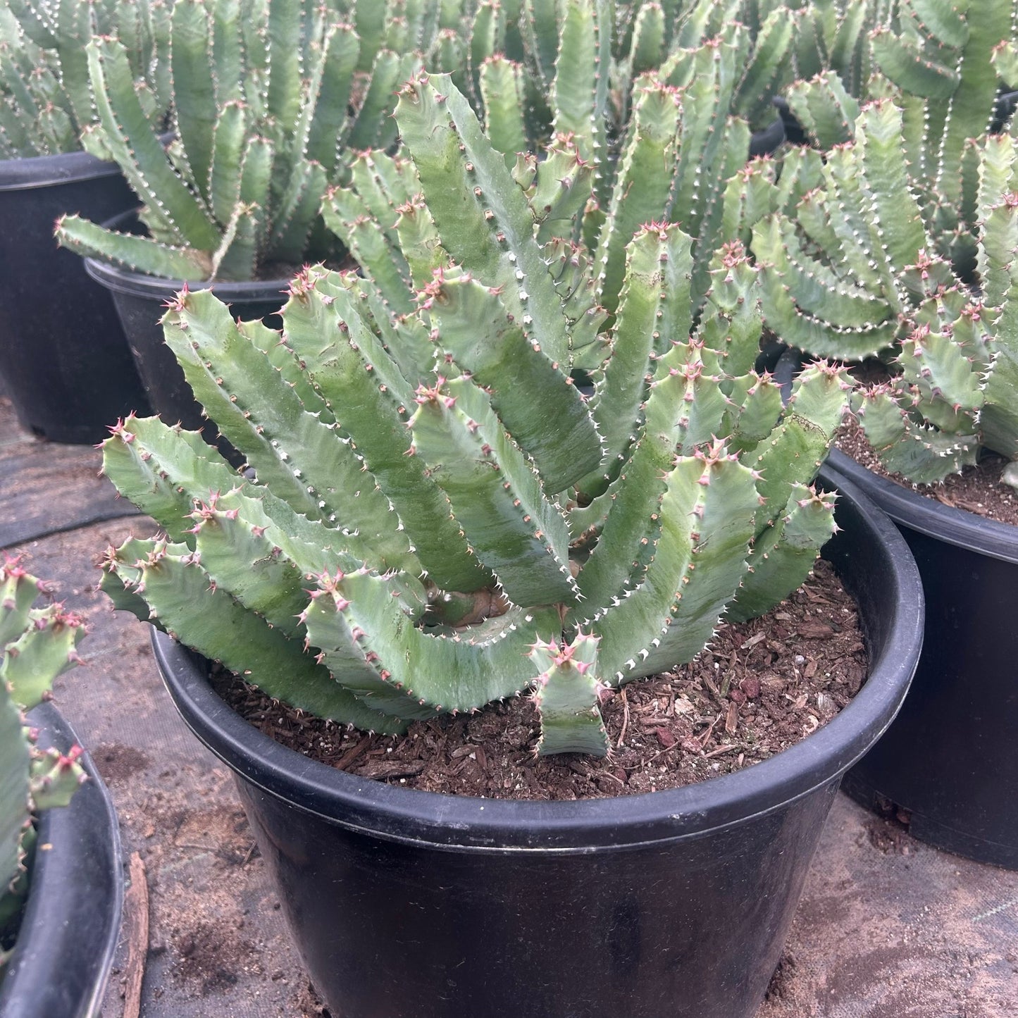15 gallon Moroccan Mound (Euphorbia resinifera) in nursery pot — Phoenix, AZ