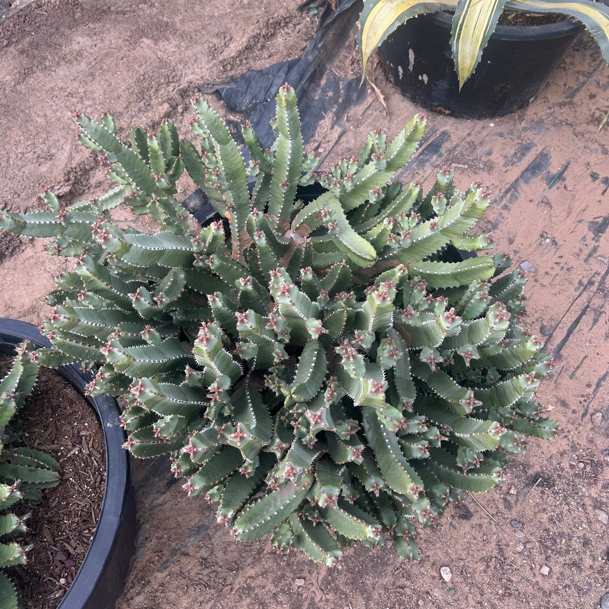 succulent plants in arizona Buy Moroccan Mound Phoenix, AZ | Euphorbia resinifera