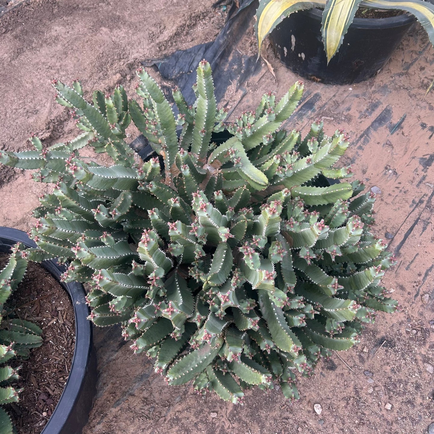 25 gallon Moroccan Mound (Euphorbia resinifera) in nursery pot — Phoenix, AZ