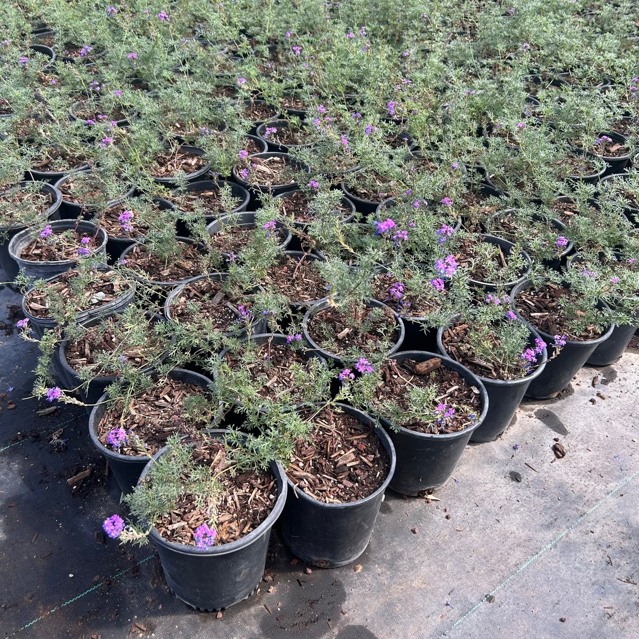 297★train鉢purple モルタル雑貨　（お任せ植物付き）377 Buy Moss Verbena Phoenix, AZ | Verbena tenuisecta | Three Timbers