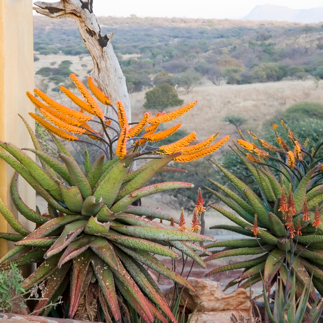 Mountain Aloe