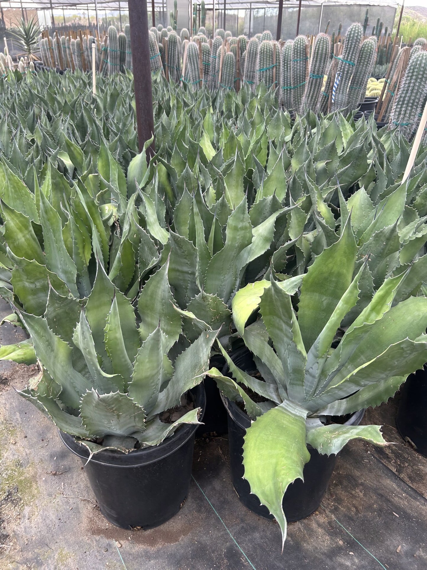 Mr. Ripples Agave 10/15 Gallon
