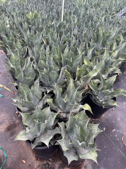 Mr. Ripples Agave - 3/5 Gallon