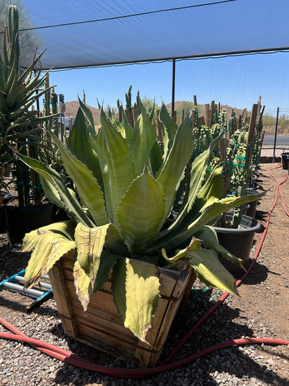 Mr. Ripples Agave