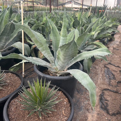 25 gallon Mr. Ripples Agave (Agave 'Mr. Ripples') in nursery pot — Phoenix, AZ