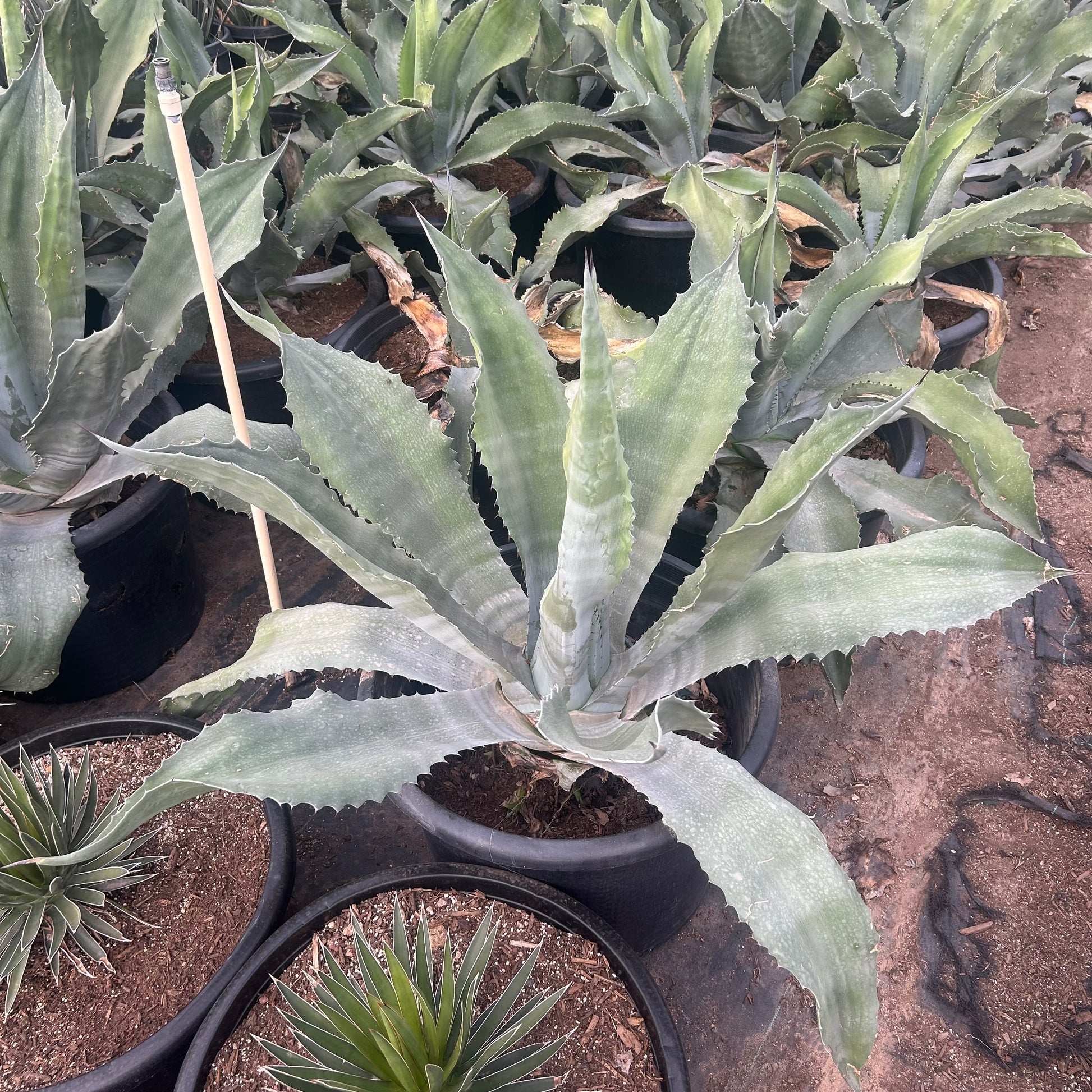 25 gallon Mr. Ripples Agave (Agave 'Mr. Ripples') in nursery pot — Phoenix, AZ