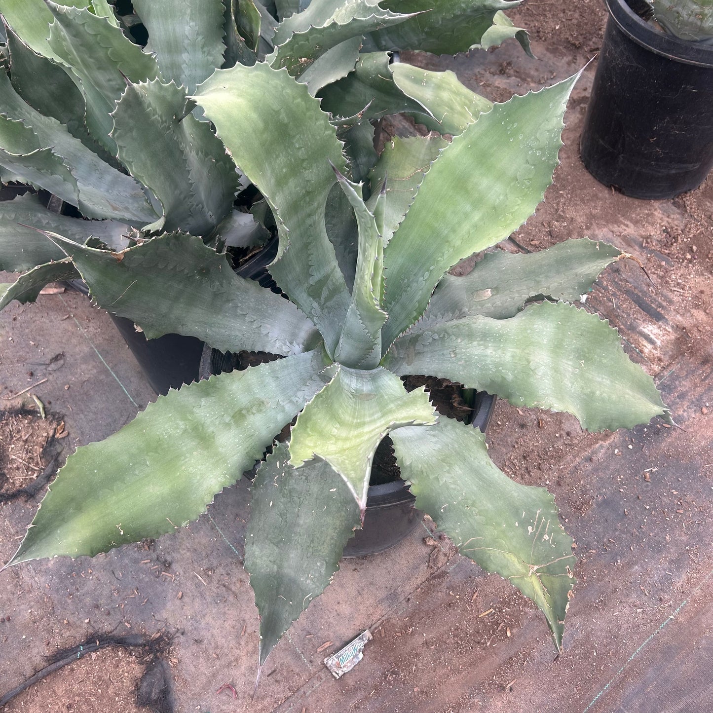 15 gallon Mr. Ripples Agave (Agave 'Mr. Ripples') in nursery pot — Phoenix, AZ