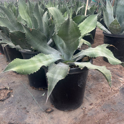 15 gallon Mr. Ripples Agave (Agave 'Mr. Ripples') in nursery pot — Phoenix, AZ