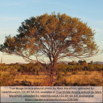 Mulga Acacia