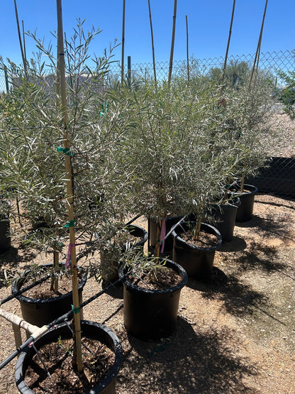 Mulga Acacia - 10/15 Gallon