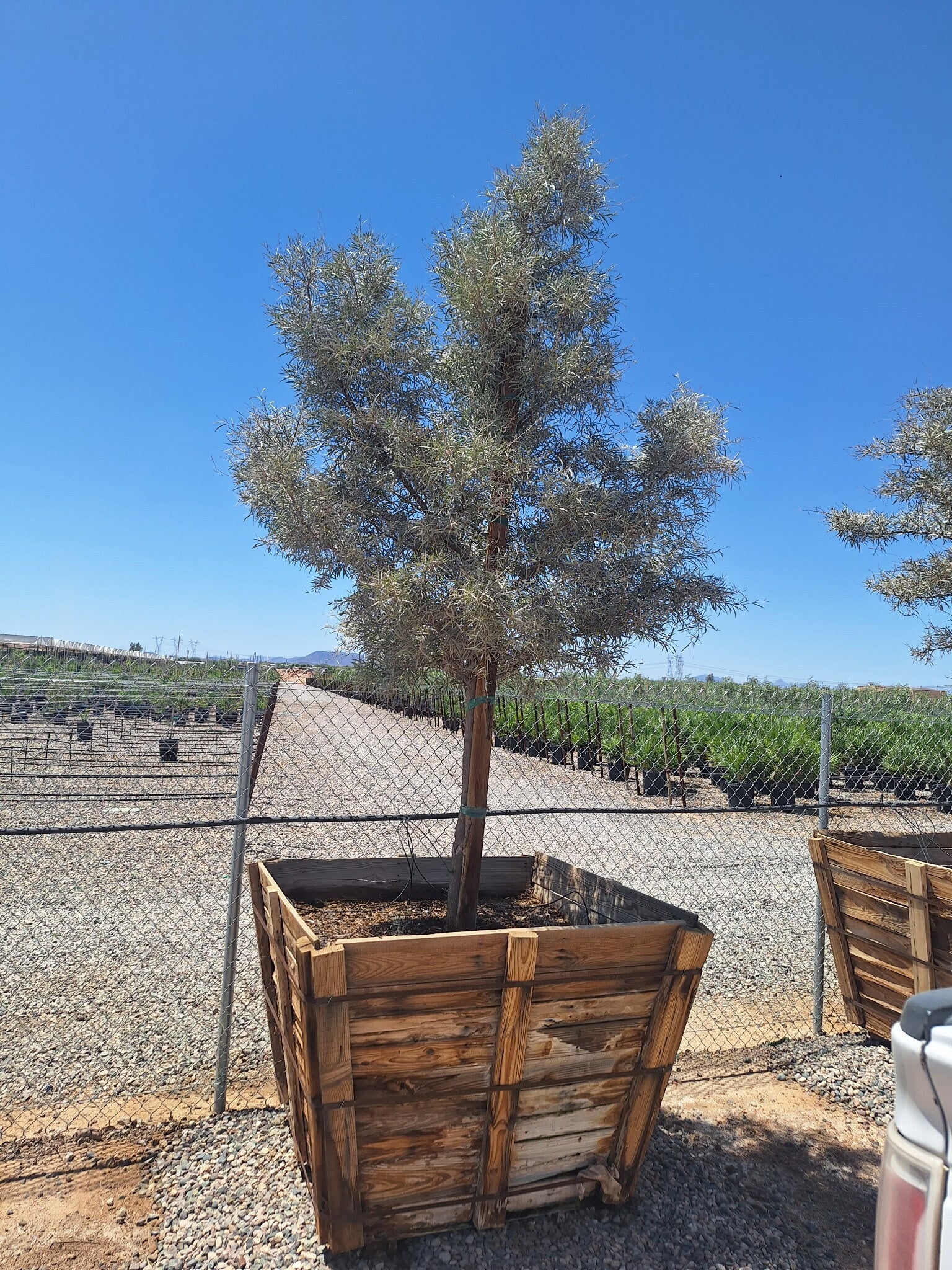 Mulga Acacia 48" Box