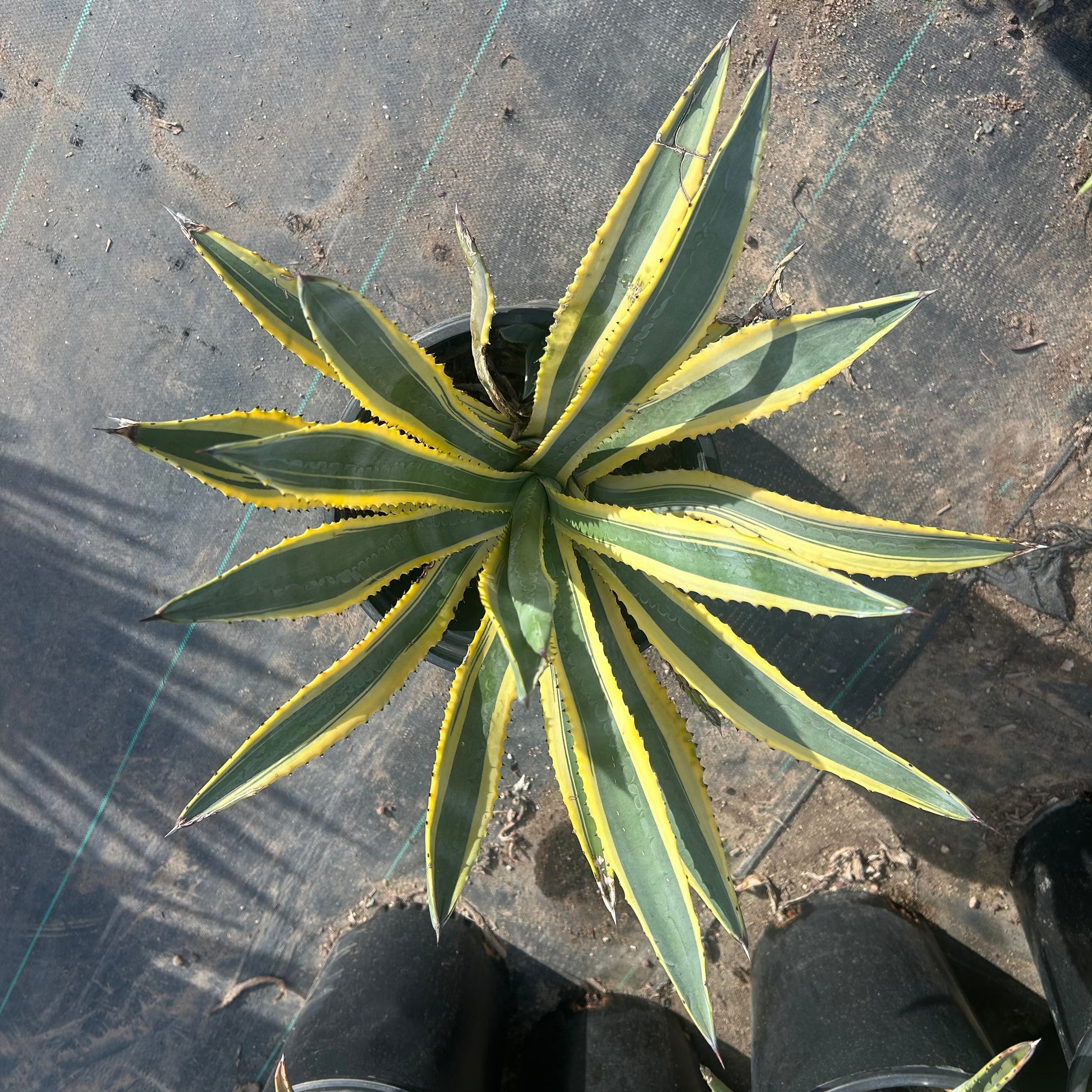 5 gallon Murpheyi Variegated Agave (Agave murpheyi 'Variegata') in nursery pot — Phoenix, AZ