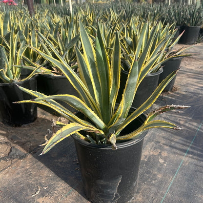 5 gallon Murpheyi Variegated Agave (Agave murpheyi 'Variegata') in nursery pot — Phoenix, AZ