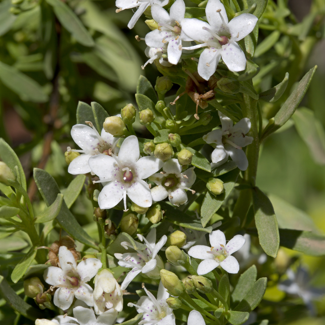 Myoporum