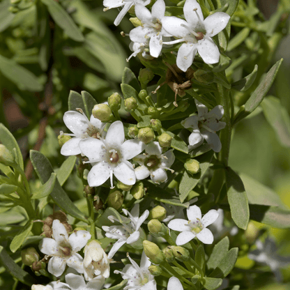 Creeping Myoporum (Myoporum parvifolium) ground cover in nursery pot — Phoenix, AZ