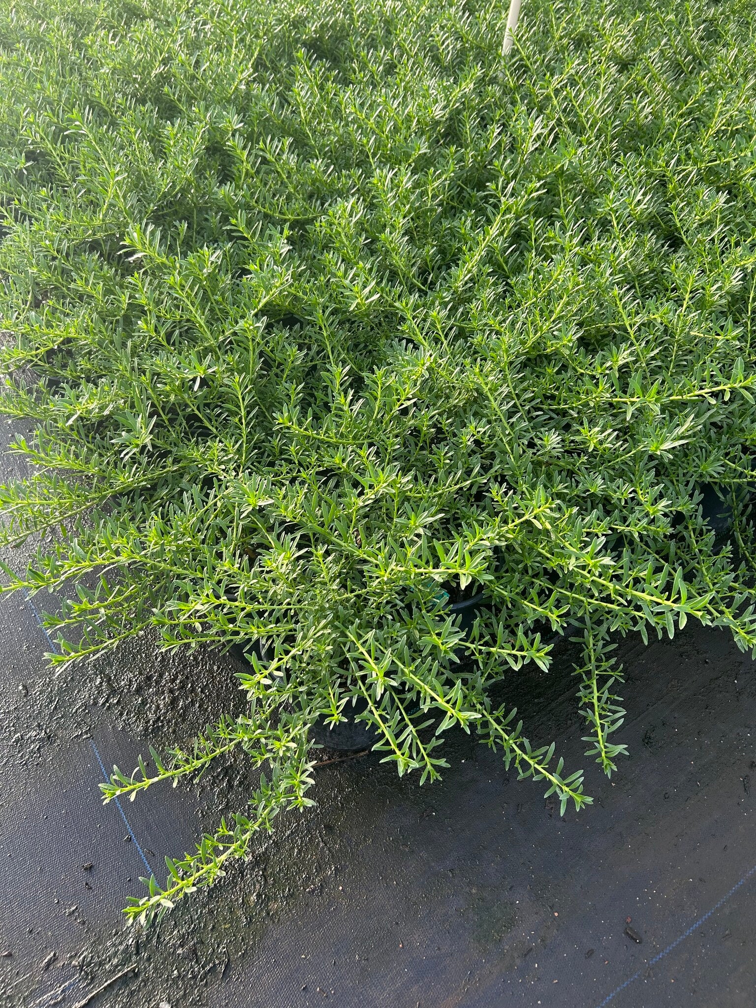 Myoporum