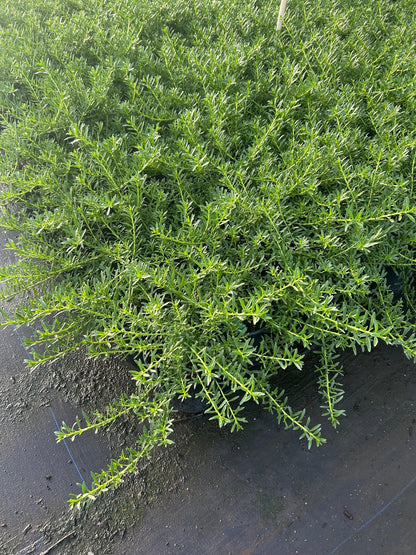 Myoporum