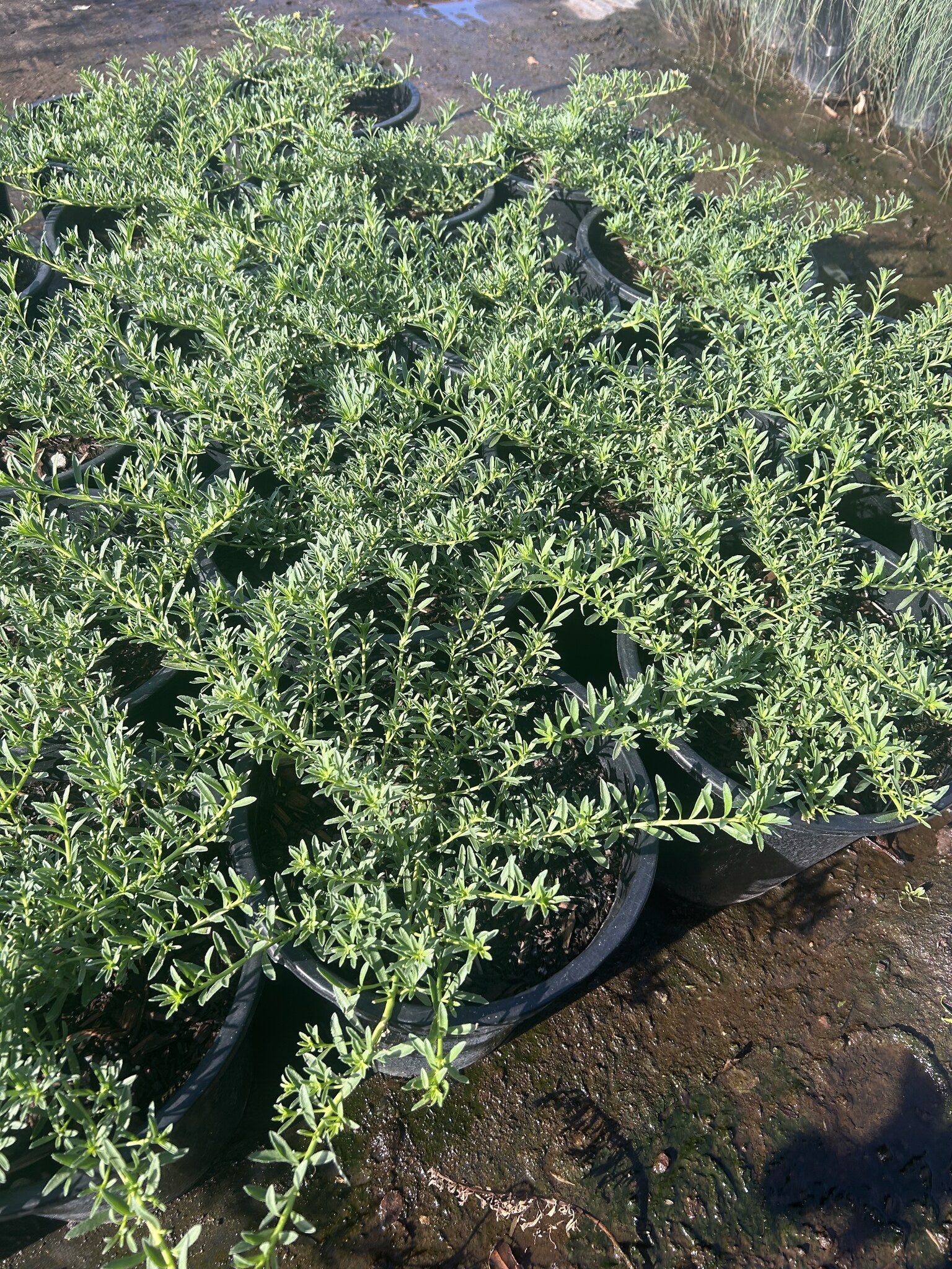 Myoporum