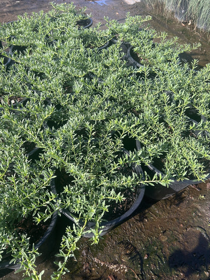 Myoporum