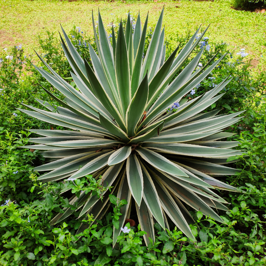 Narrow Leaf Agave