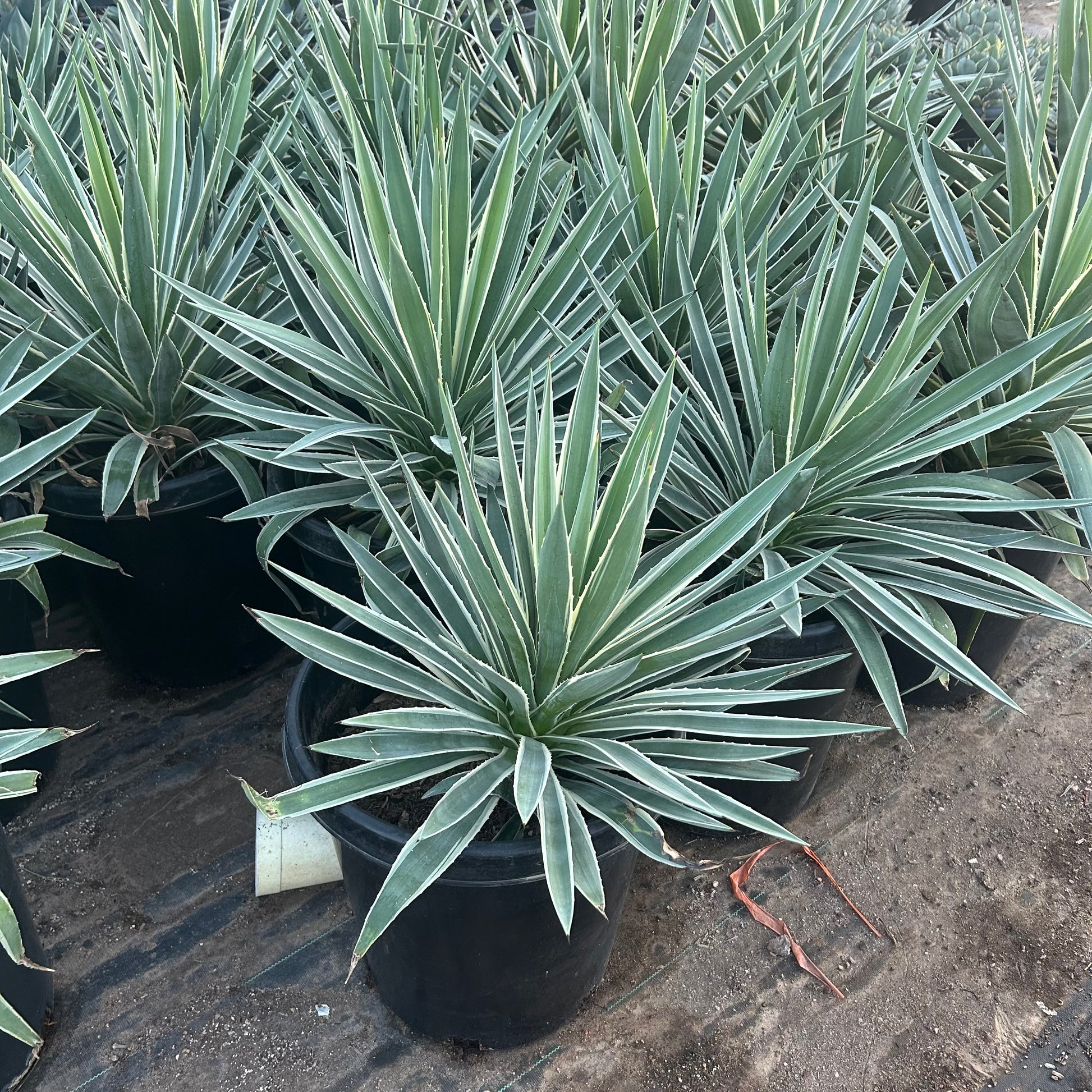 15 gallon Narrow Leaf Agave (Agave angustifolia) in nursery pot — Phoenix, AZ