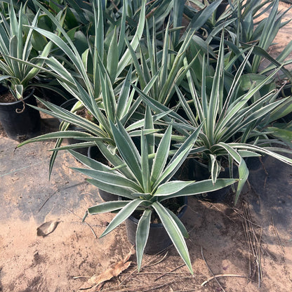 1 gallon Narrow Leaf Agave (Agave angustifolia) in nursery pot — Phoenix, AZ