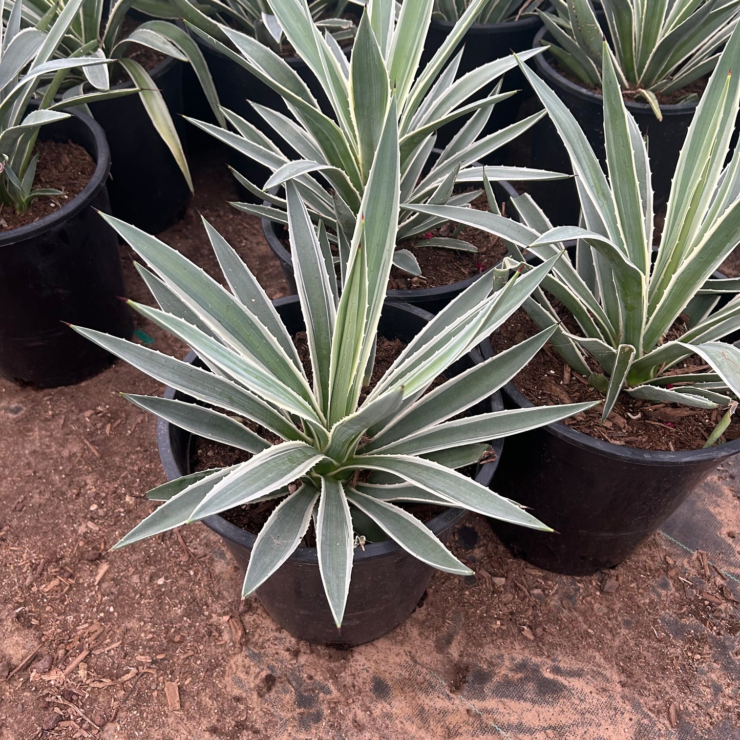 5 gallon Narrow Leaf Agave (Agave angustifolia) in nursery pot — Phoenix, AZ