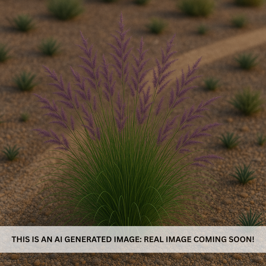 Nashville Grass