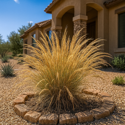Nashville Grass (Muhlenbergia rigida 'Nashville') with golden plumes in desert landscape bed with rock border — Phoenix, AZ