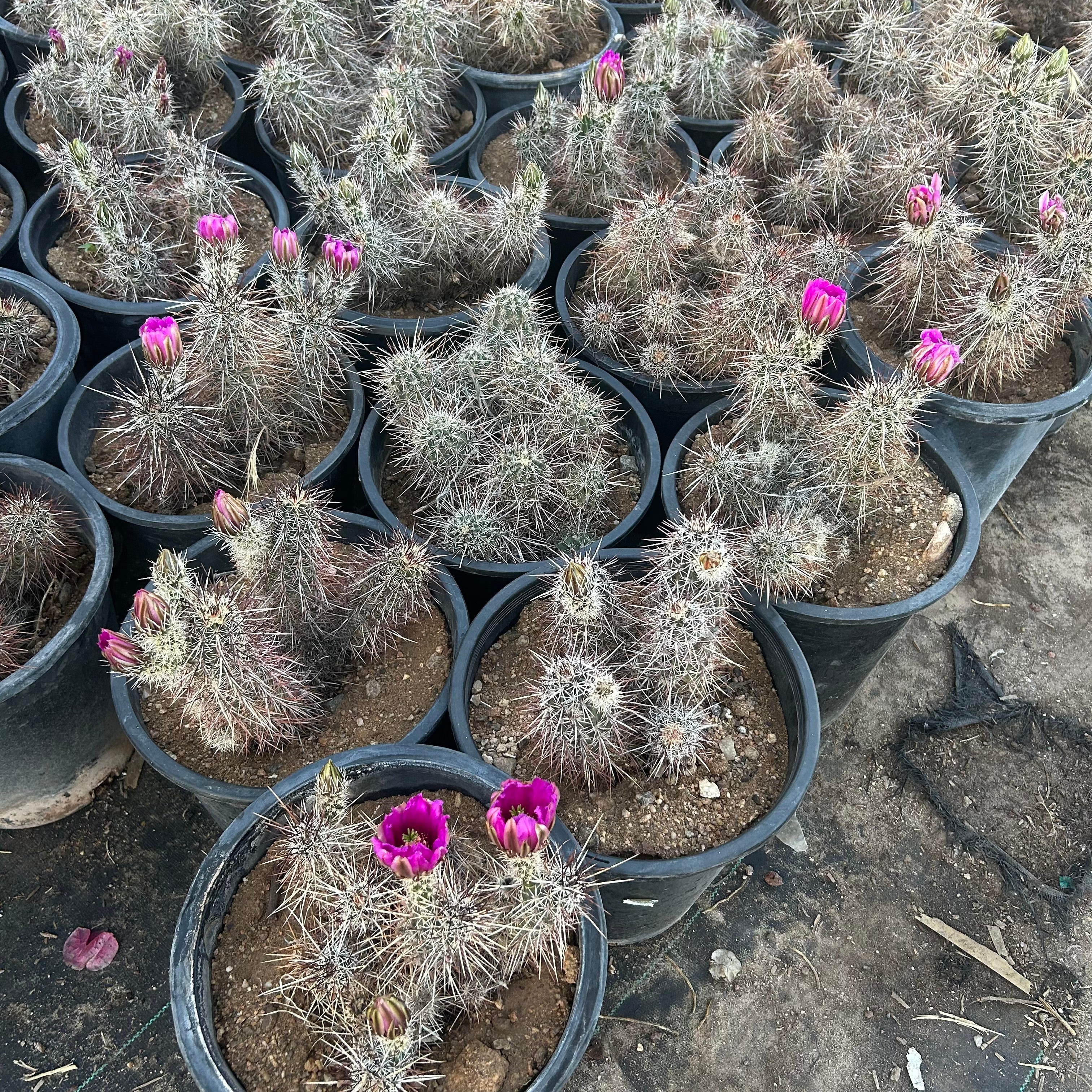 5 gallon Native Hedgehog Cactus (Echinocereus engelmannii) in nursery pot — Phoenix, AZ
