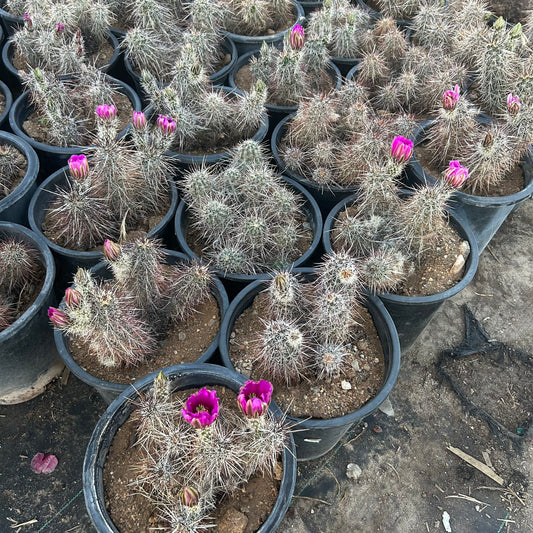 5 gallon Native Hedgehog Cactus (Echinocereus engelmannii) in nursery pot — Phoenix, AZ