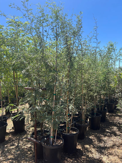 Native Mesquite - 10/15 Gallon