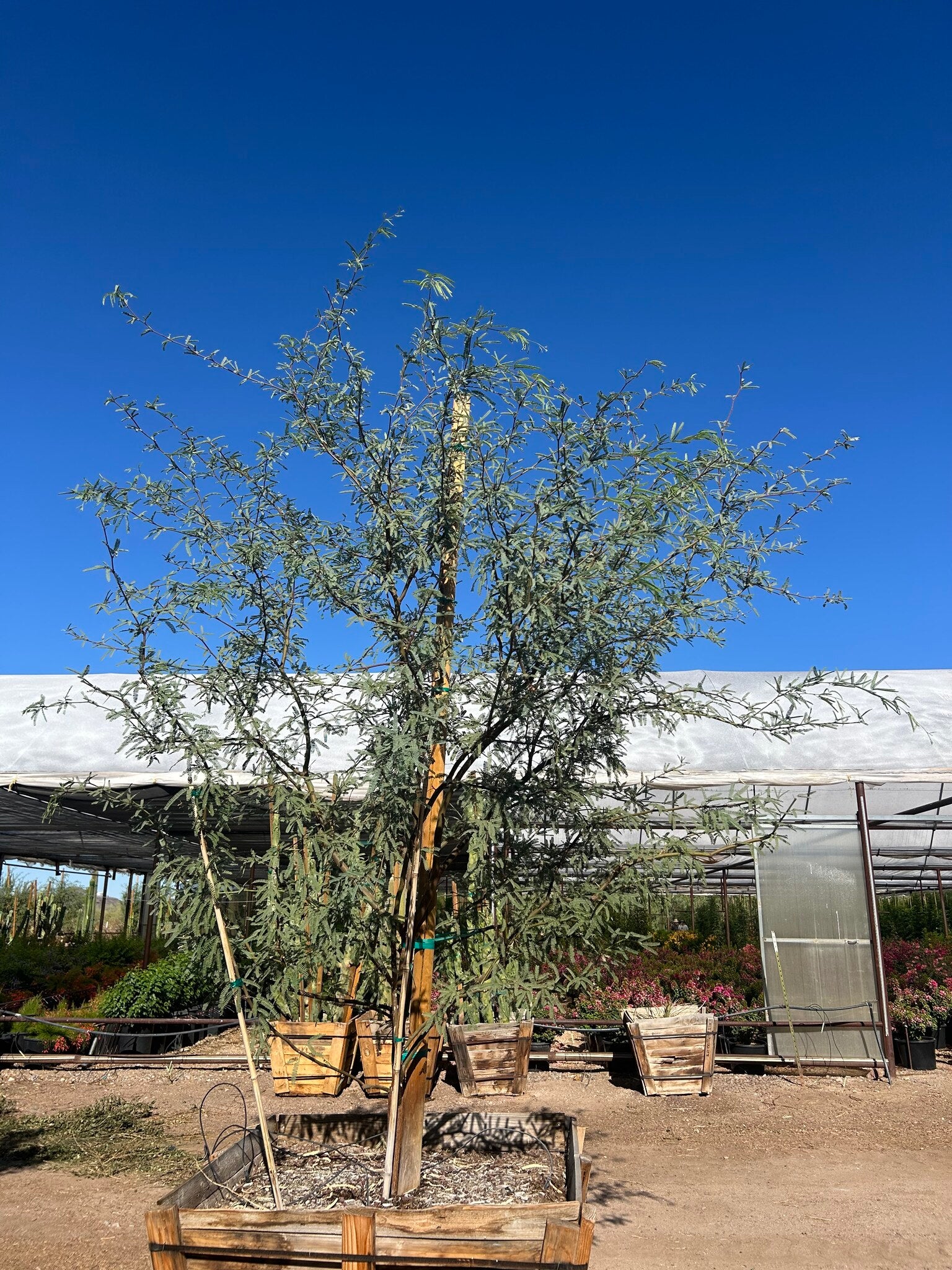 Native Mesquite - 48