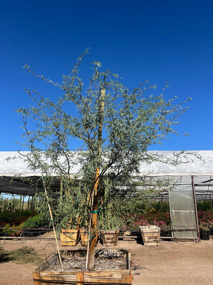 Native Mesquite - 48" Box