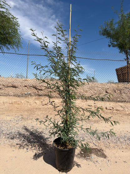 5 gallon Native Mesquite Tree (Prosopis velutina) in nursery pot on gravel — Phoenix, AZ