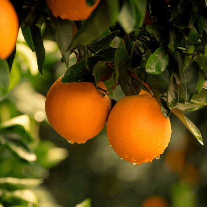 Navel Orange (Citrus sinensis) fresh fruit on tree with green foliage — Phoenix, AZ