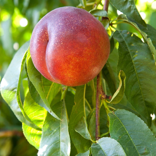 Nectarine