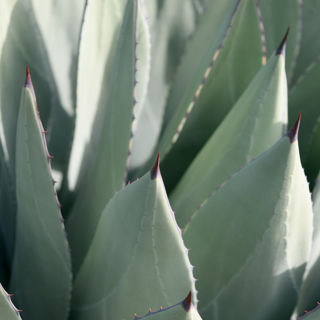 New Mexico Agave